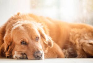 Read more about the article 10 Heartbreaking Signs Your Dog Is Dying – #6 Will Shock You!