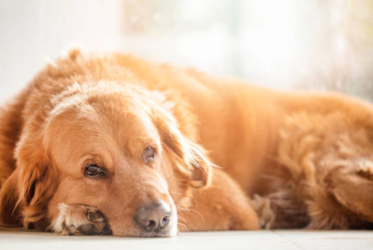 You are currently viewing 10 Heartbreaking Signs Your Dog Is Dying – #6 Will Shock You!