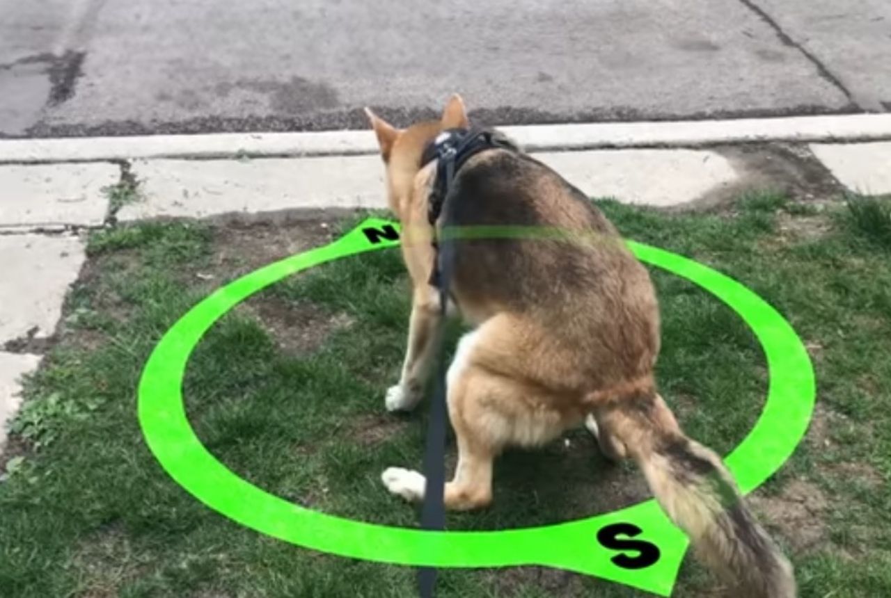 You are currently viewing 10 Bizarre Dog Behaviors and What They Actually Mean