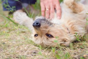 10 Things That Make Your Dog Happy and Healthy