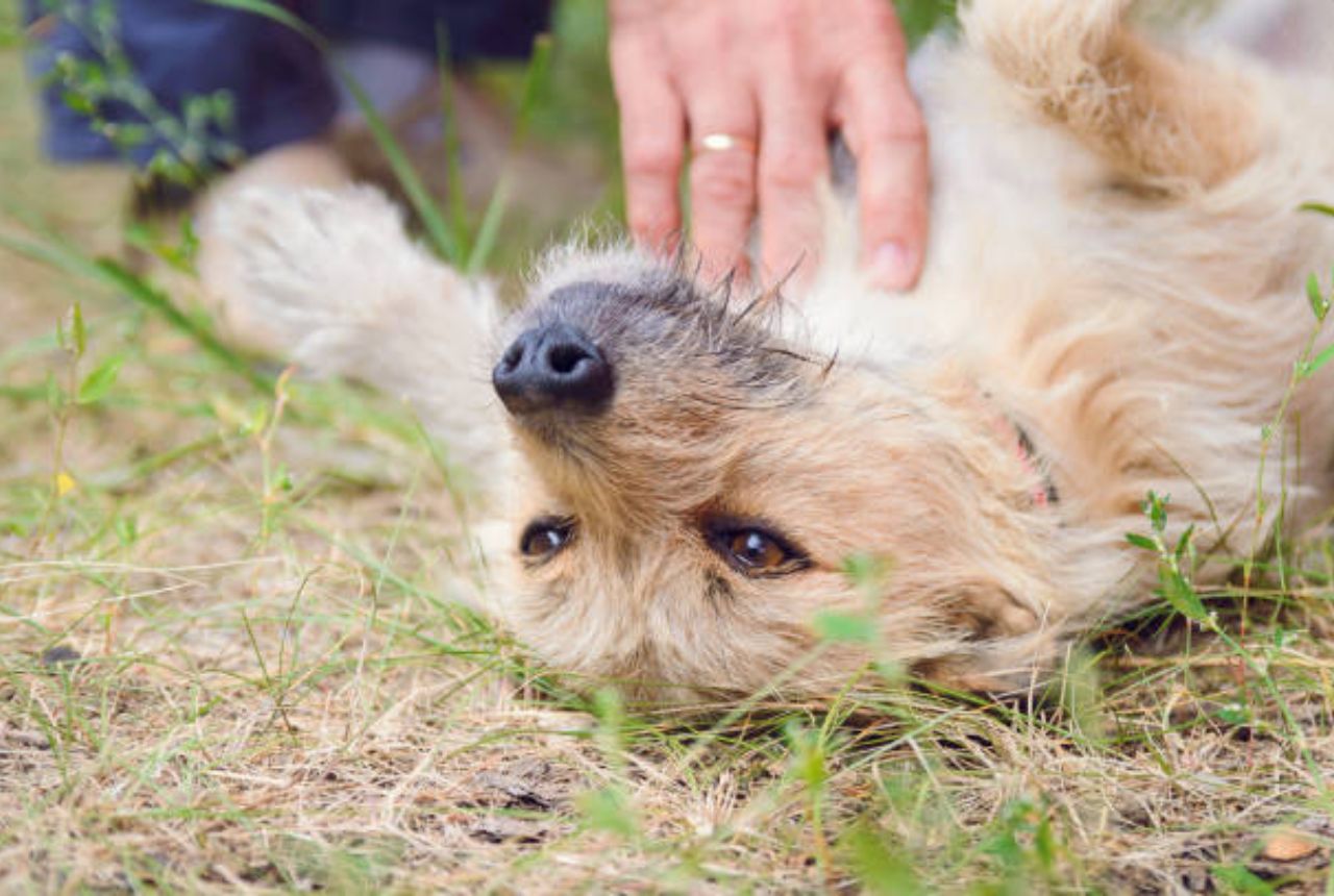 You are currently viewing 10 Simple Things That Make Your Dog Happy and Healthy