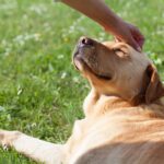 10 Things Your Dog Loves More Than Getting  PETS! (According to Experts)