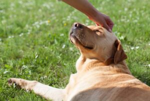 Read more about the article 10 Things Your Dog Loves More Than Getting  PETS! (According to Experts)