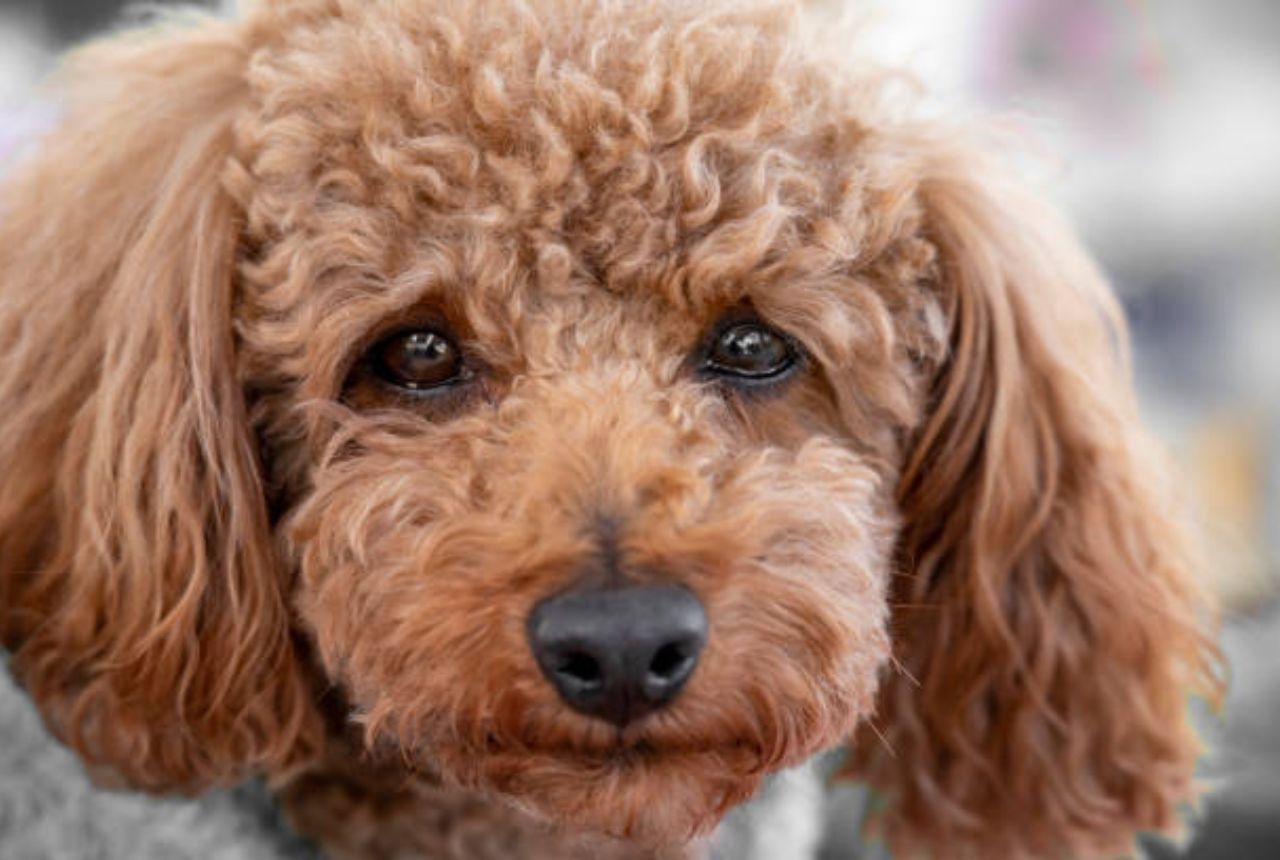 You are currently viewing These 21 Mistakes Will Make Your Dog Think You Don’t Love Them