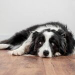 13 Daily Mistakes That Affect Your Dog’s Emotion – Which One Are You Making