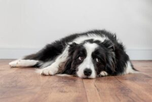 13 Mistakes That Affect Your Dog's Emotion