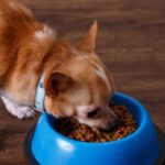 15 Deadly Mistakes You’re Unknowingly Making When Feeding Your Dog