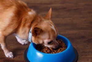 Read more about the article 15 Deadly Mistakes You’re Unknowingly Making When Feeding Your Dog