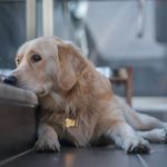 15 Signs Your Dog Suffers From Loneliness