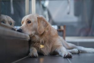 15 Signs Your Dog Is Lonely