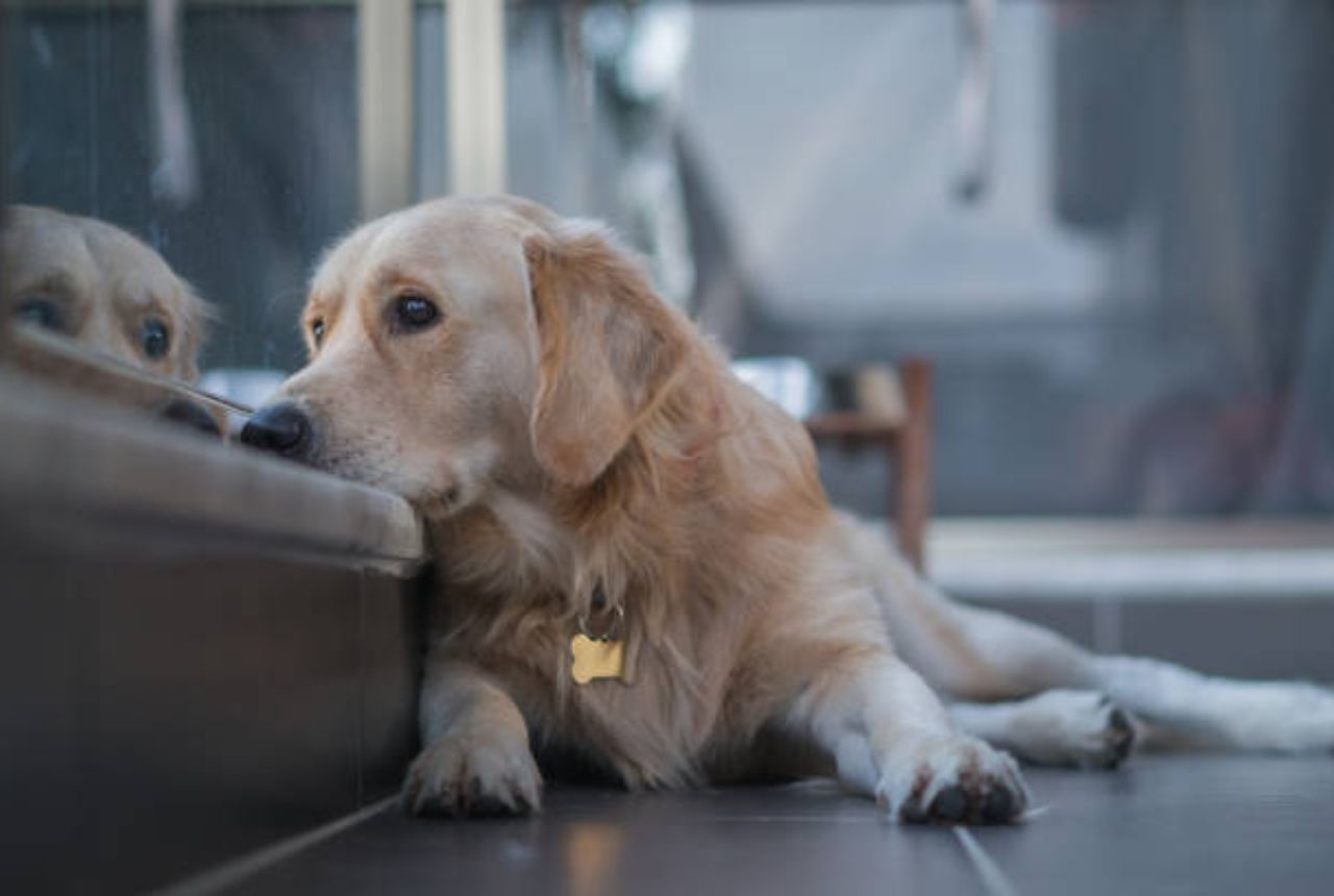 You are currently viewing 15 Signs Your Dog Suffers From Loneliness