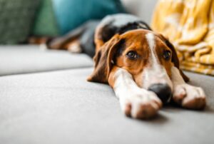 Read more about the article 19 Human Behaviors That Dogs Secretly Hate The Most (But Won’t Tell You!)