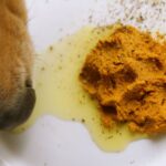 These 22 Foods Can KILL Your Dog – STOP Feeding It to Them