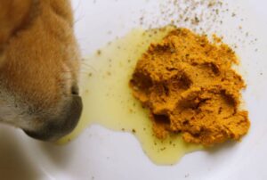 Read more about the article These 22 Foods Can KILL Your Dog – STOP Feeding It to Them