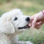 7 Behavioral Signs That Your Dog Has Imprinted On You