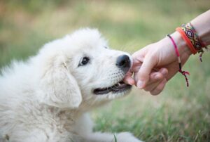 7 Signs That Your Dog Has Imprinted On You