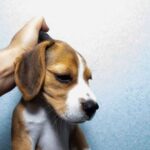 Dog Owners Beware! 7 Things You Must Never Do To Your Pup