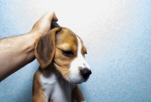 7 Things You Must Never Do To Your Dog