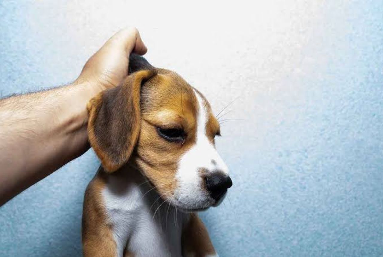 You are currently viewing Dog Owners Beware! 7 Things You Must Never Do To Your Pup