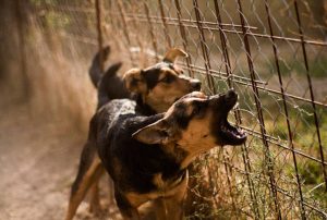 The Real Reason Your Dog Barks at Some Strangers But Not Others