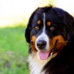 10 Best Dog Breeds for First-Time Owners – #1 Will Surprise You!