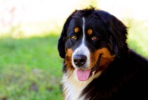 Read more about the article 10 Best Dog Breeds for First-Time Owners – #1 Will Surprise You!