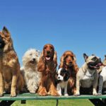 Thinking of Getting a Dog? These Are The Top 10 Most friendly Dog Breeds