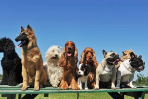 Top 10 Most friendly Dog Breeds