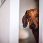 Why Does Your Dog Keep Checking On You? 10 Incredible Reason