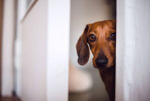 Read more about the article Why Does Your Dog Keep Checking On You? 10 Incredible Reason