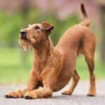 Why Does Your Dog Stretch When They See You? Learn the True Meaning Behind This