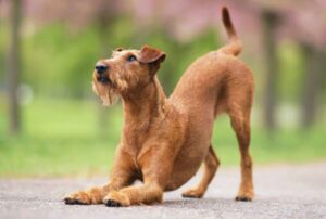 Read more about the article Why Does Your Dog Stretch When They See You? Learn the True Meaning Behind This