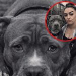 Woman Breaks Into Animal Shelter To Save Her Pitbull From Euthanasia