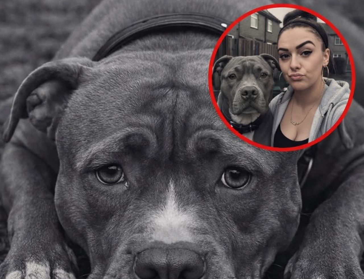 You are currently viewing Woman Breaks Into Animal Shelter To Save Her Pitbull From Euthanasia